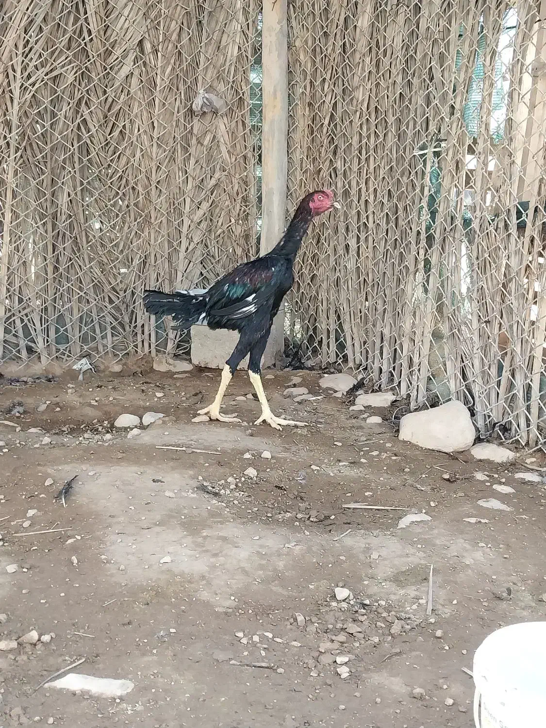 خروس لاری|حیوانات مزرعه|علامرودشت, |دیوار