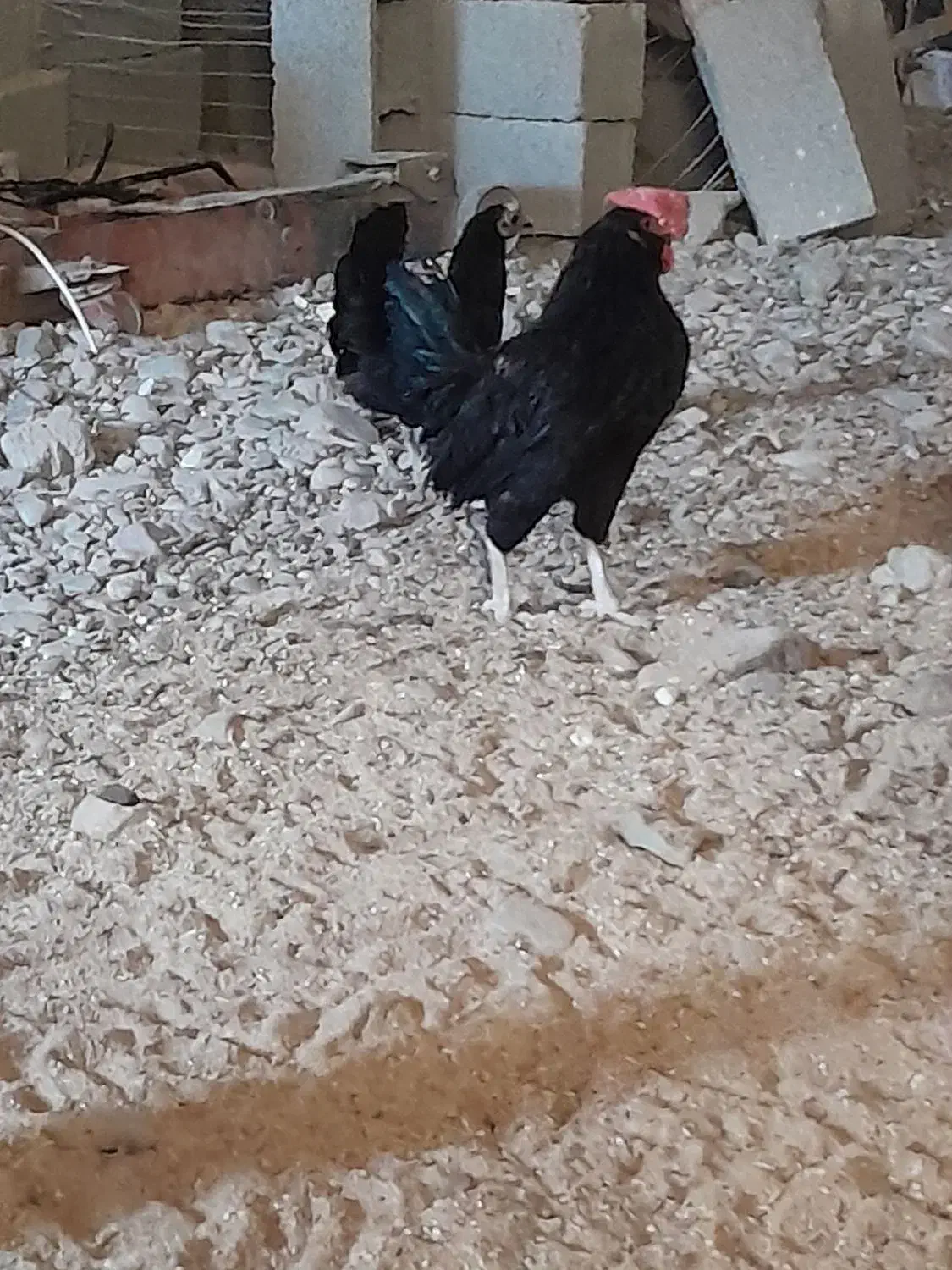 مرغ و خروس مینیاتوری|حیوانات مزرعه|ماهدشت, |دیوار