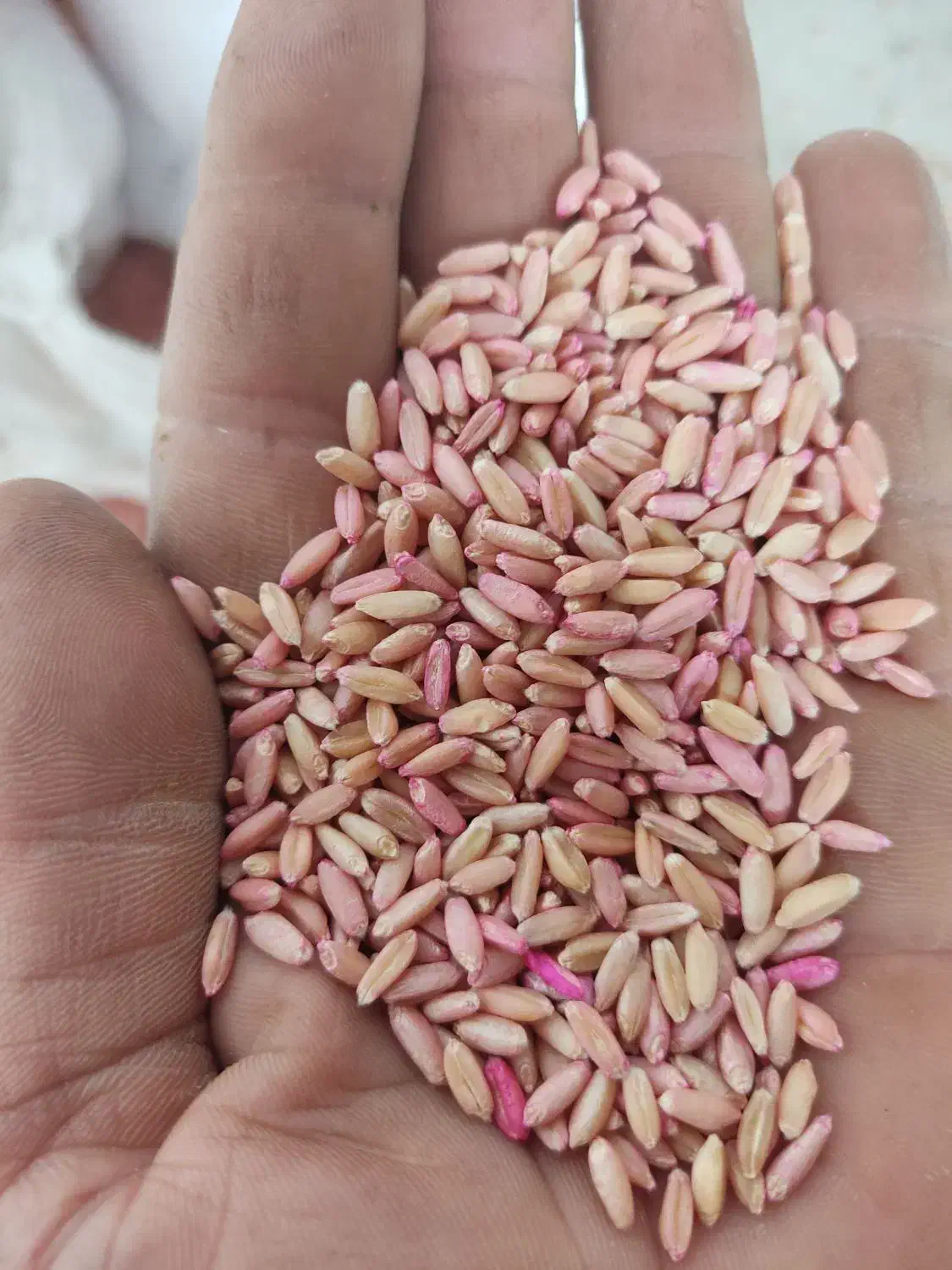 گندم|گل و گیاه طبیعی|میانه, |دیوار