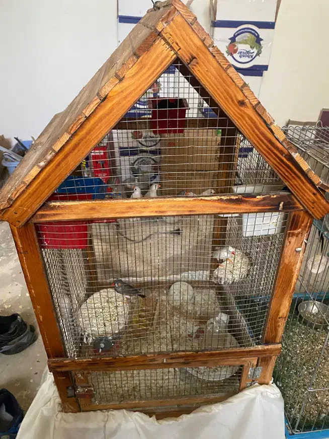 عروس طوطی و فنج بهمراه قفس|پرنده|قزوین, |دیوار