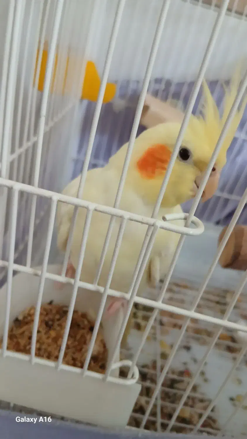 عروس هلندی لوتینو نر چشم شرابی|پرنده|لاران, |دیوار