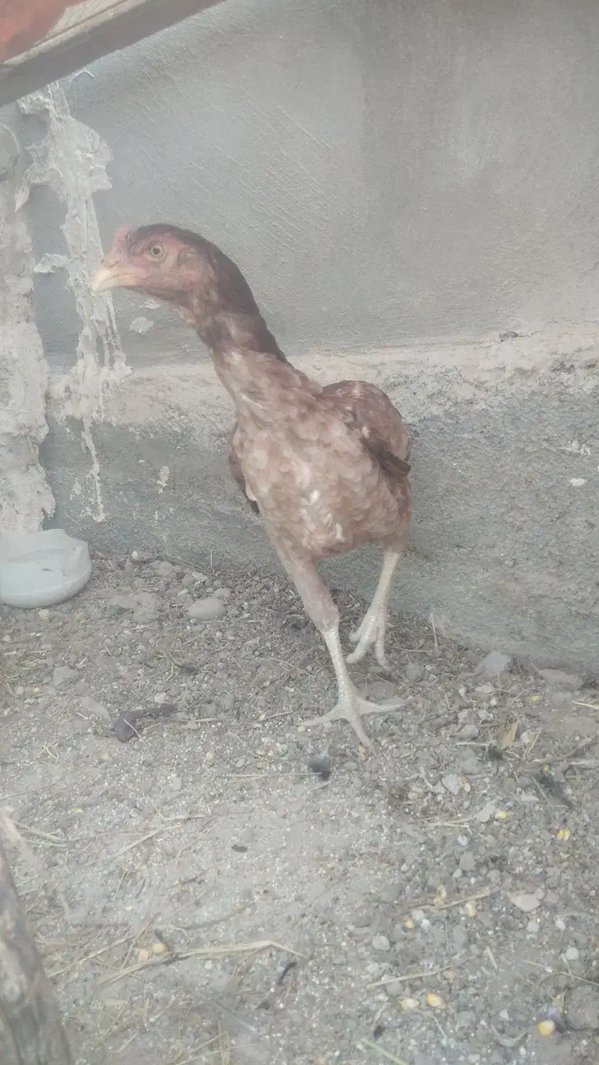 مرغ لاری|حیوانات مزرعه|سرپل ذهاب, |دیوار