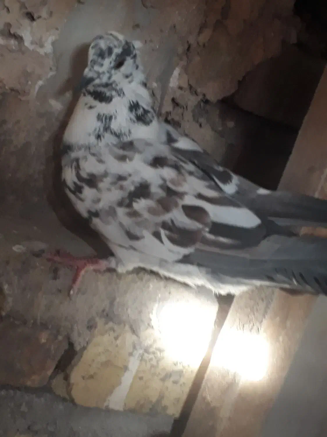 ماده شغالی|پرنده|یزد, |دیوار