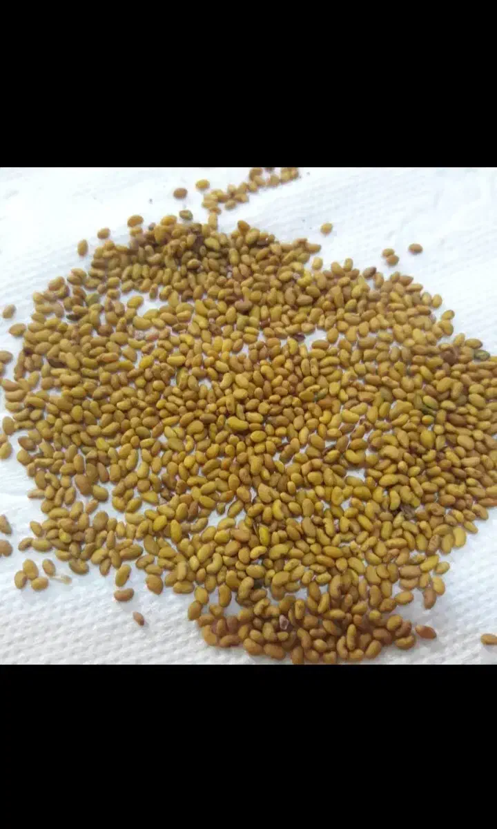 خرید وفروش بذر شبدر و یونجه|گل و گیاه طبیعی|مشهد, عیدگاه|دیوار