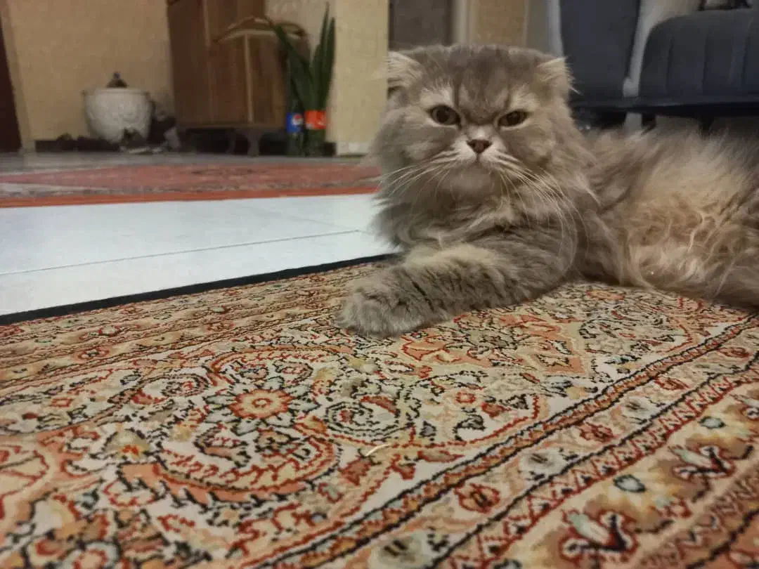 واگذاری گربه بریتیش لانگ هیر|گربه|تهران, ازگل|دیوار