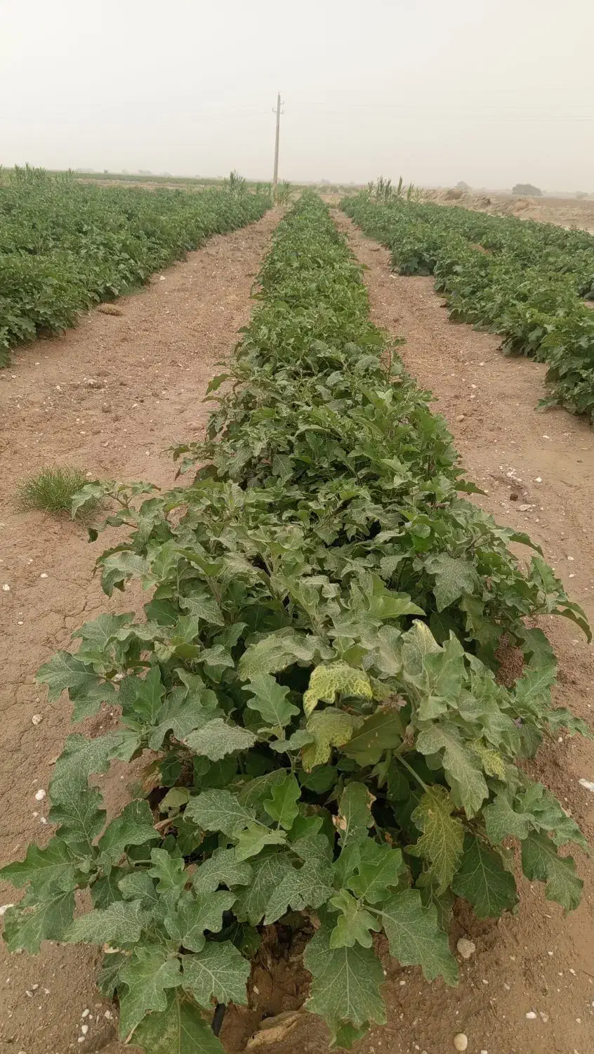 فروشی|خوردنی و آشامیدنی|آبدان, |دیوار