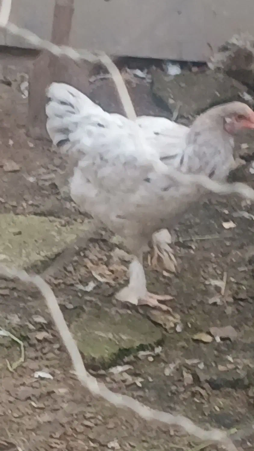 مرغ وخروس برهما لایت|حیوانات مزرعه|سنگر, |دیوار