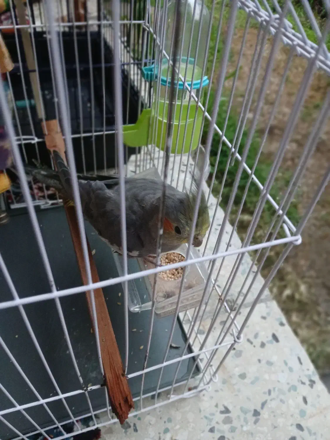 عروس هلندی|پرنده|لوندویل, |دیوار