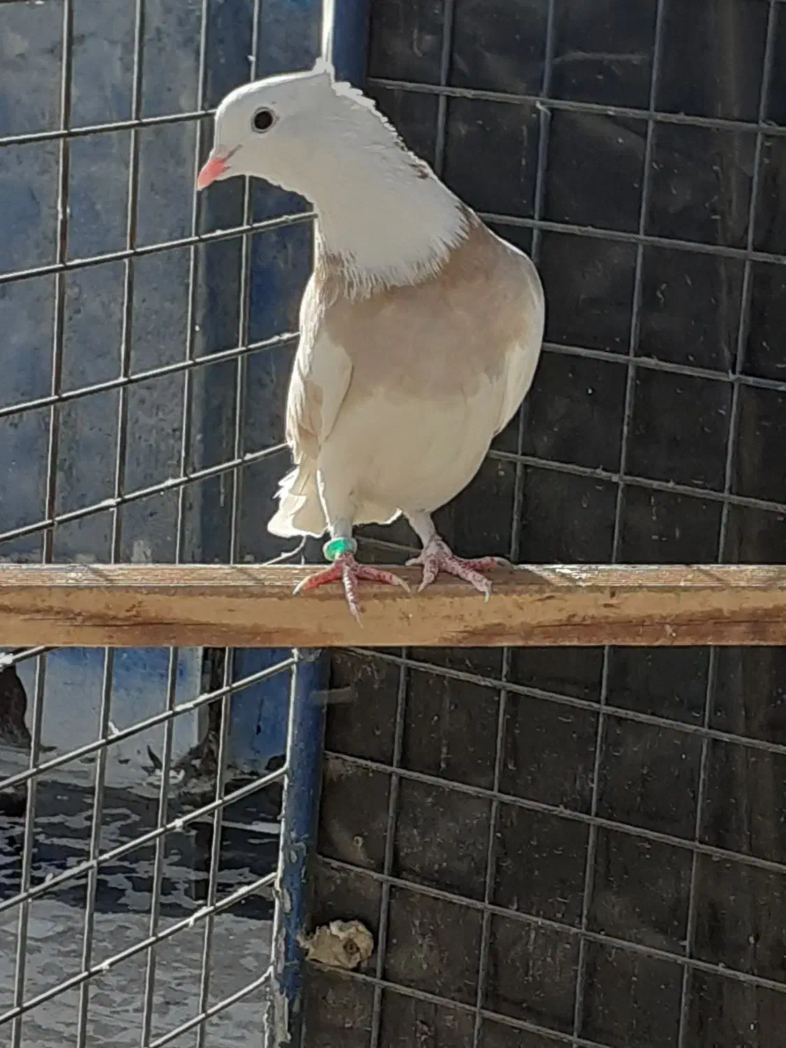 کفترطلافقط400ت|پرنده|باغستان, |دیوار