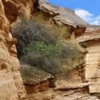 پیدا شده عروس هلندی|حیوانات|شاهین‌شهر, گرگاب|دیوار