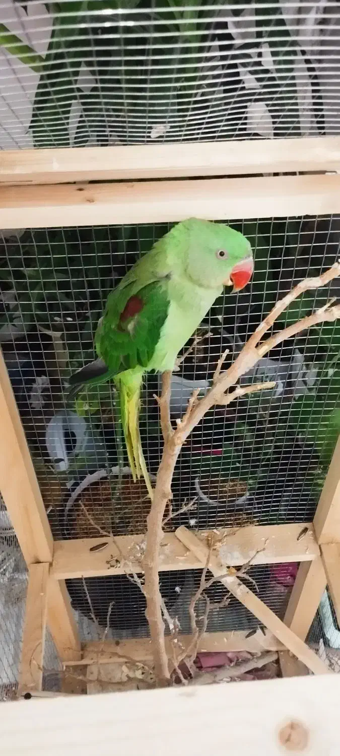 مقداری وسیله|حراج|فسا, |دیوار