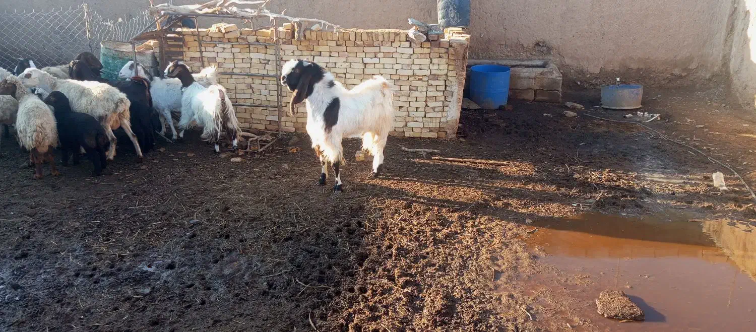 نر بز|حیوانات مزرعه|بردسکن, |دیوار