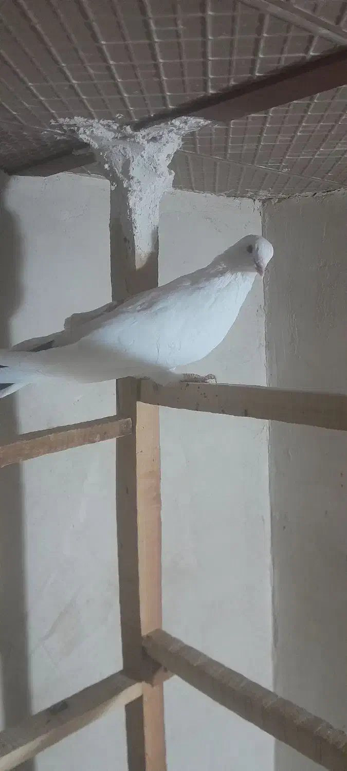 کبوترپرشی|پرنده|زیویه, |دیوار