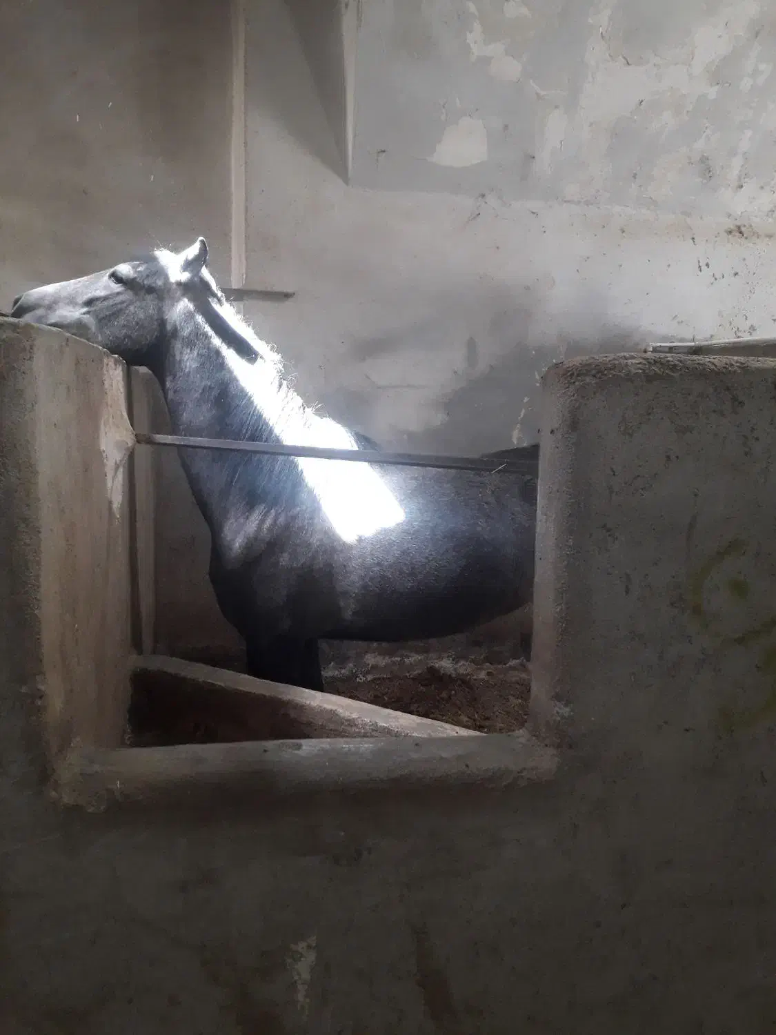 پانسیون اسب|اسب و تجهیزات اسبسواری|کرمانشاه, |دیوار