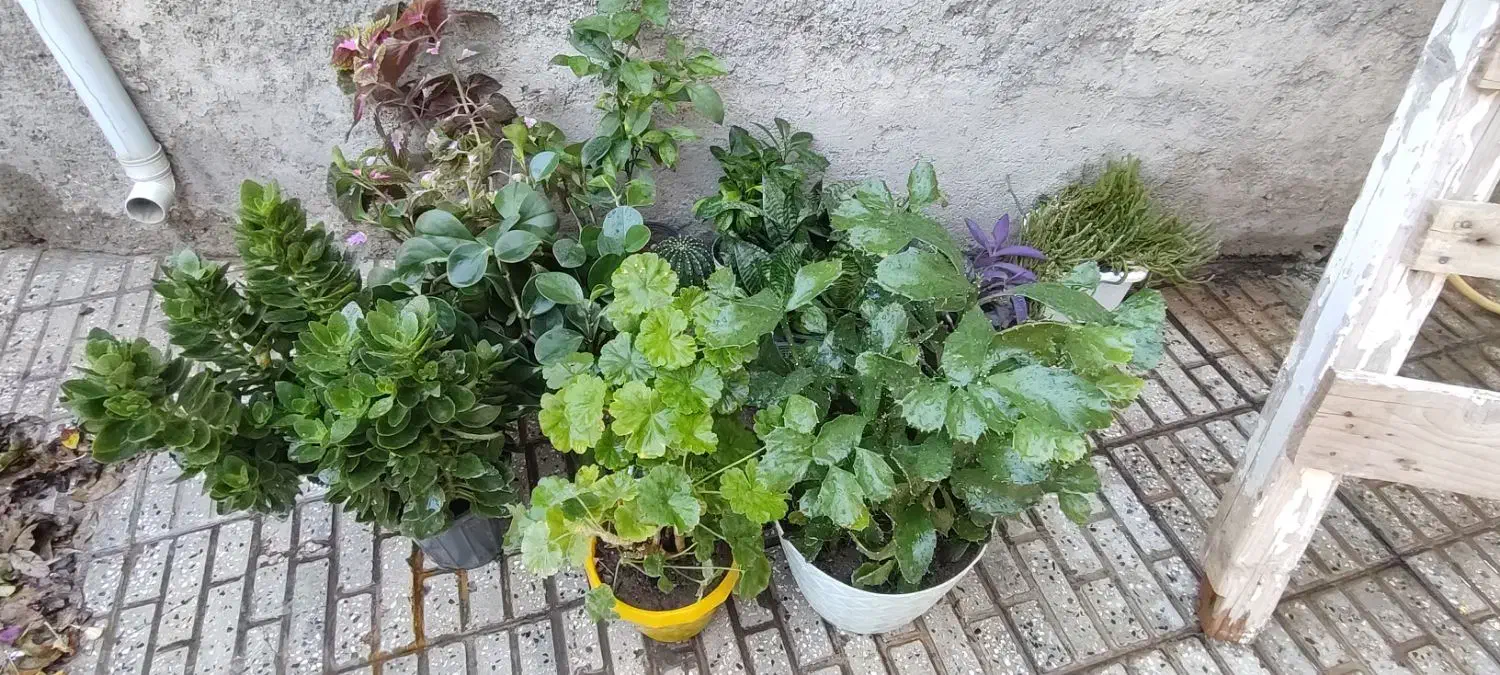 گل های خانگی|گل و گیاه طبیعی|اهر, |دیوار