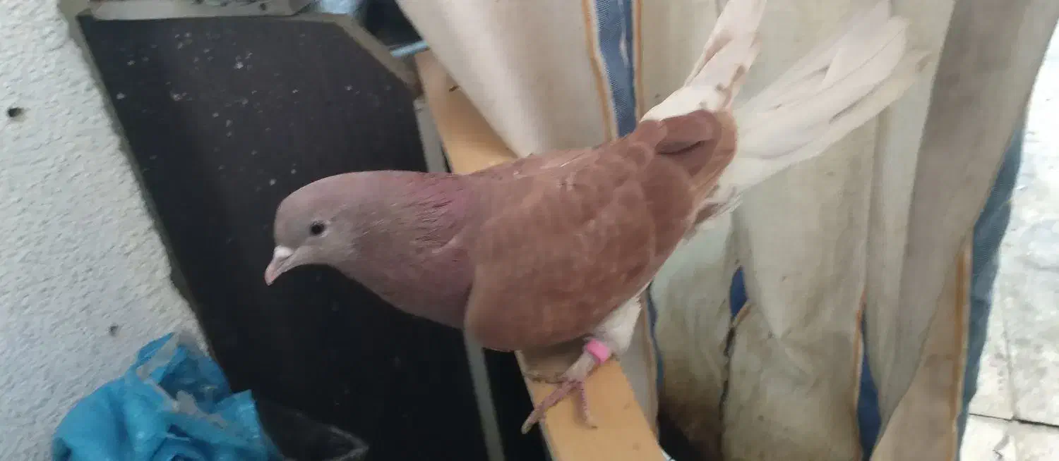 کفتر|پرنده|فولادشهر, A3|دیوار