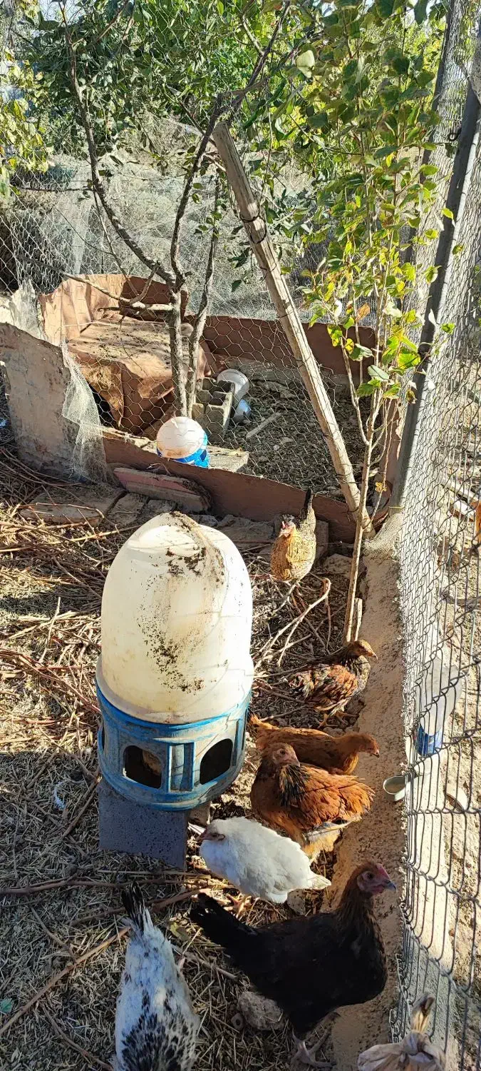 مرغ و خروس و بوقلمون محلی|حیوانات مزرعه|شیراز, جانبازان|دیوار