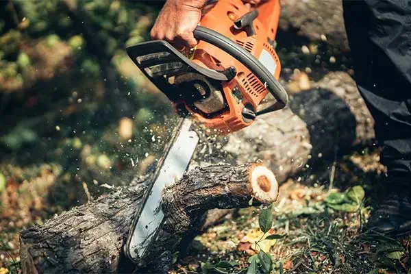 خرید و فروش چوب|خدمات باغبانی و درختکاری|کاشان, قطب راوندی|دیوار