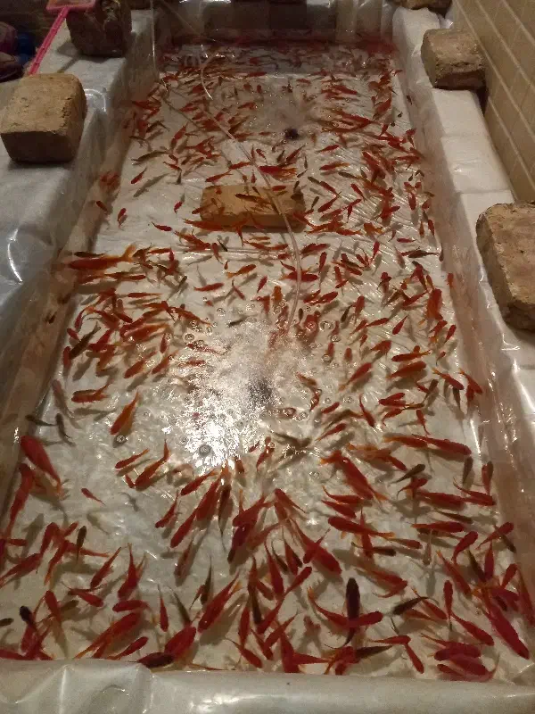 ماهی قرمز|ماهی|یزد, |دیوار