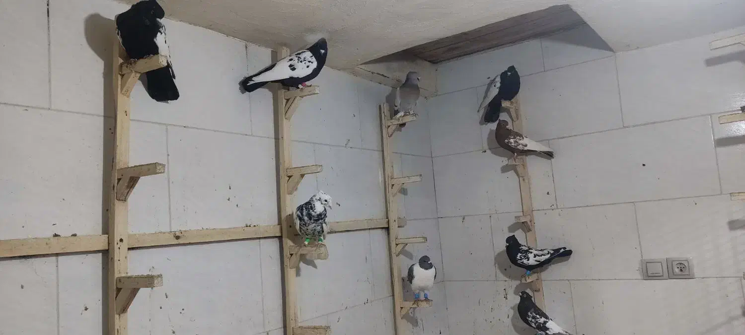 فروش تکی و|پرنده|مرودشت, رودبال|دیوار