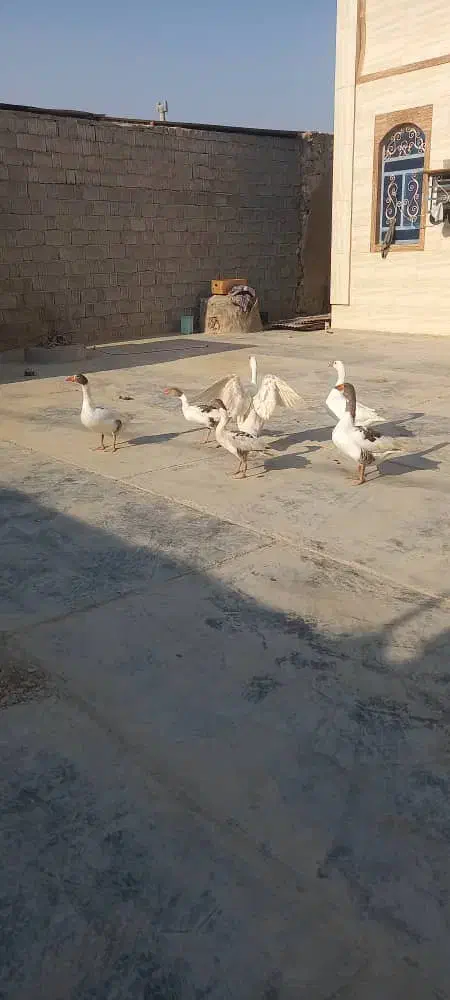 غاز نر وماده جوان|حیوانات مزرعه|چغادک, |دیوار