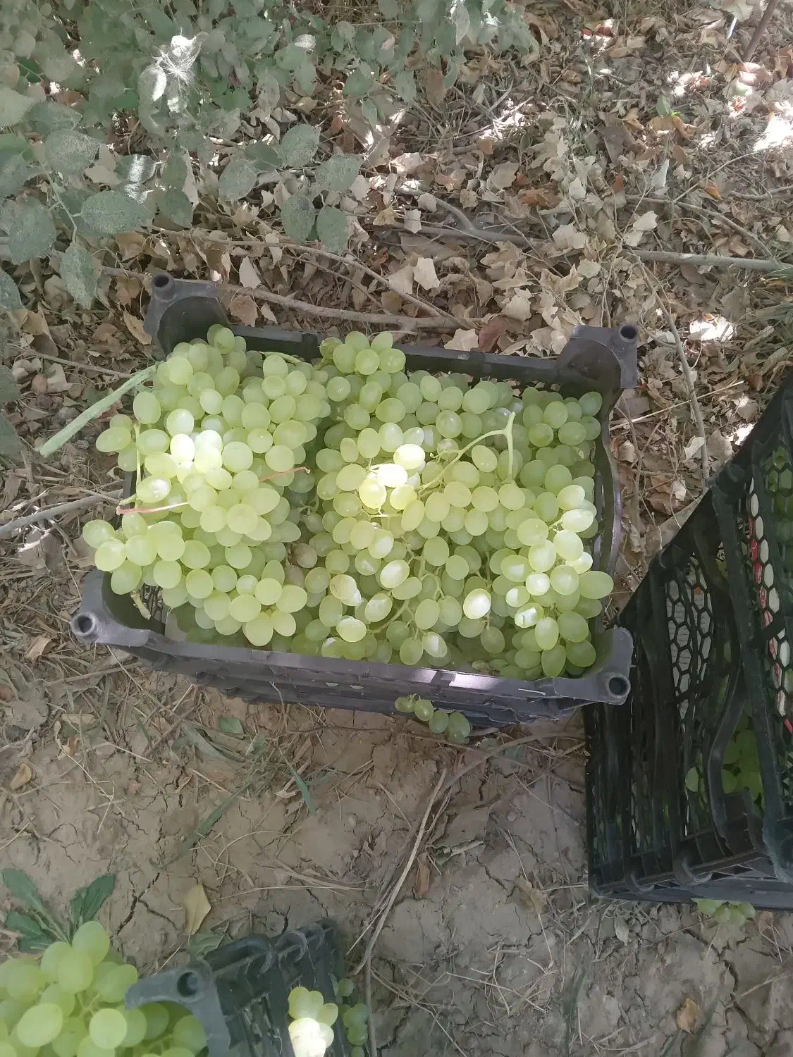 انگور عسگری|خوردنی و آشامیدنی|اصفهان, آزادگان|دیوار