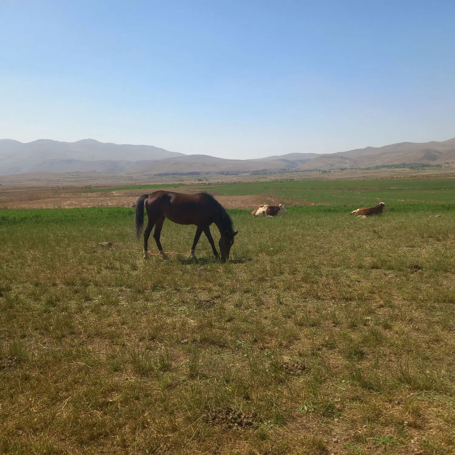 اسب|اسب و تجهیزات اسب‌سواری|نیر (اردبیل), |دیوار