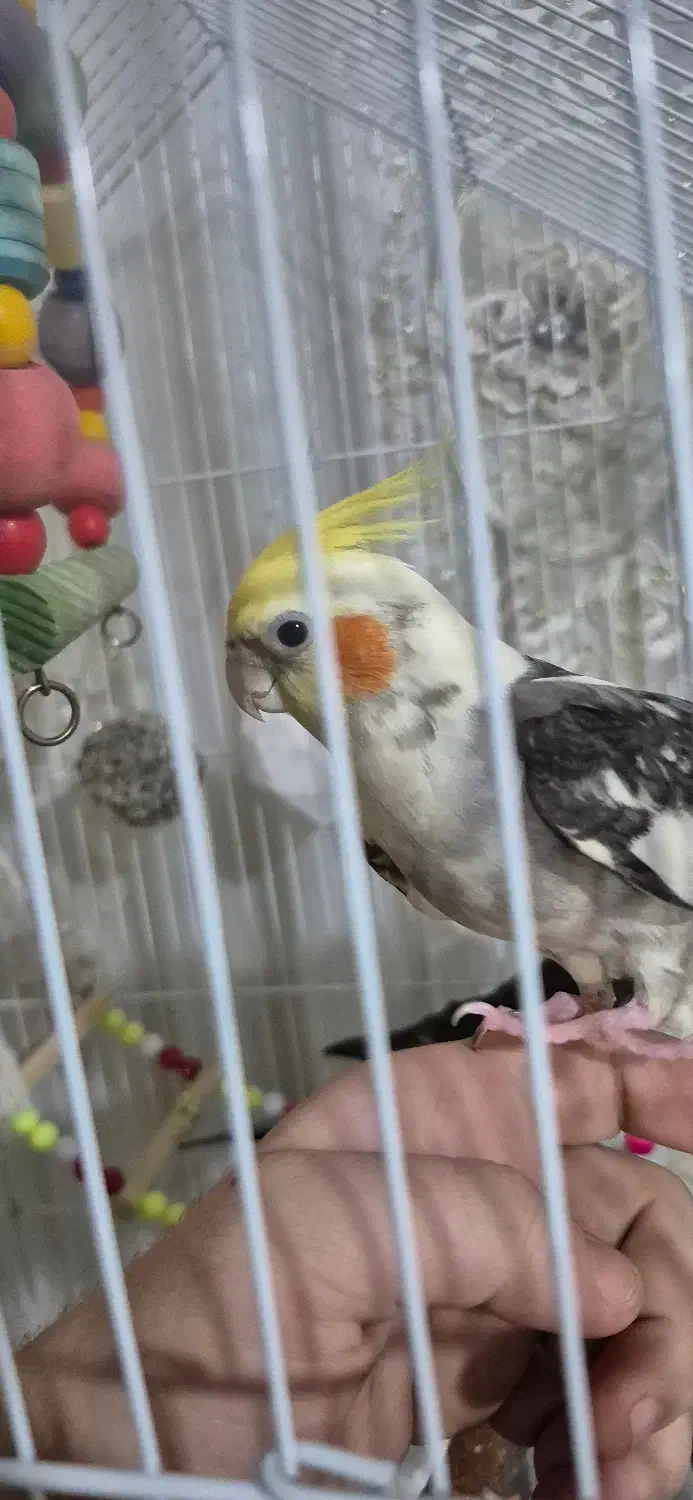 پرنده|پرنده|مشکین‌دشت, |دیوار