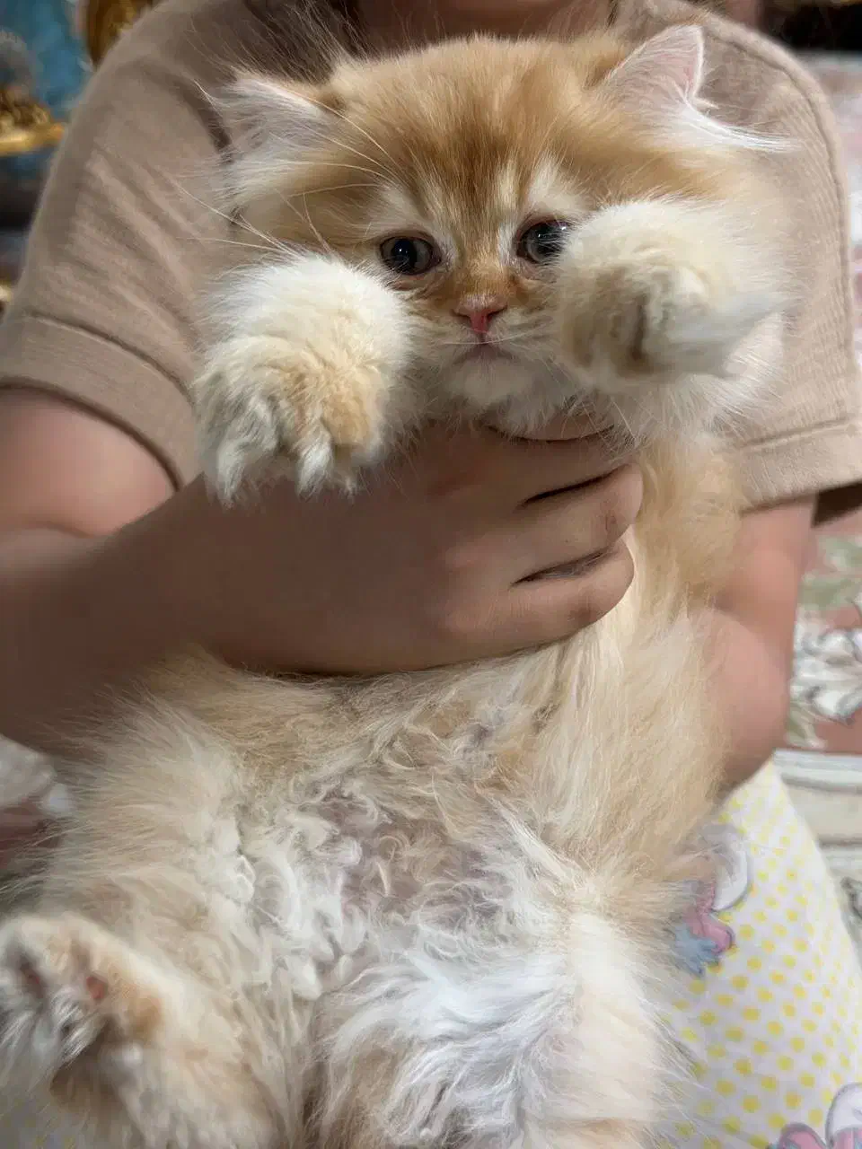 گربه بیریتیش|گربه|قرچک, مهدیه|دیوار