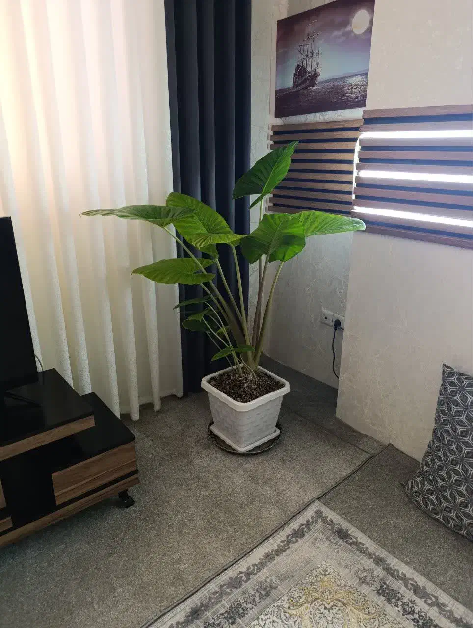 بابا آدم گل لاکچری|گل و گیاه طبیعی|قم, سید معصوم|دیوار