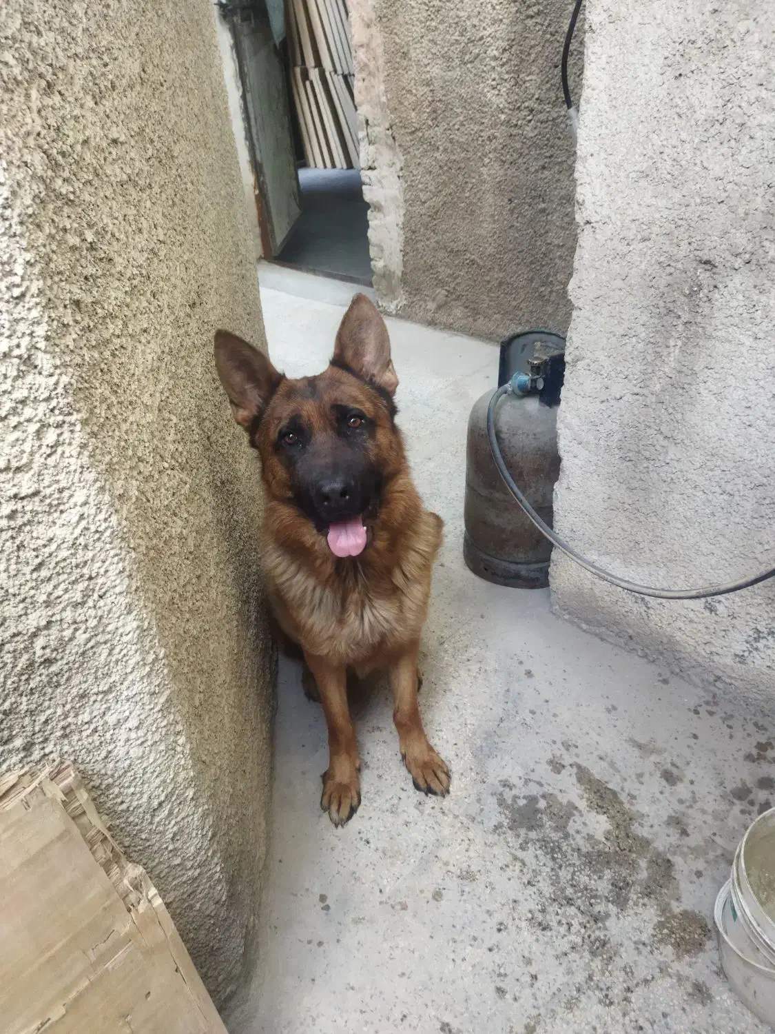 سگ ژرمن بلک و قهوه ای|سگ|کرج, کلاک پایین|دیوار