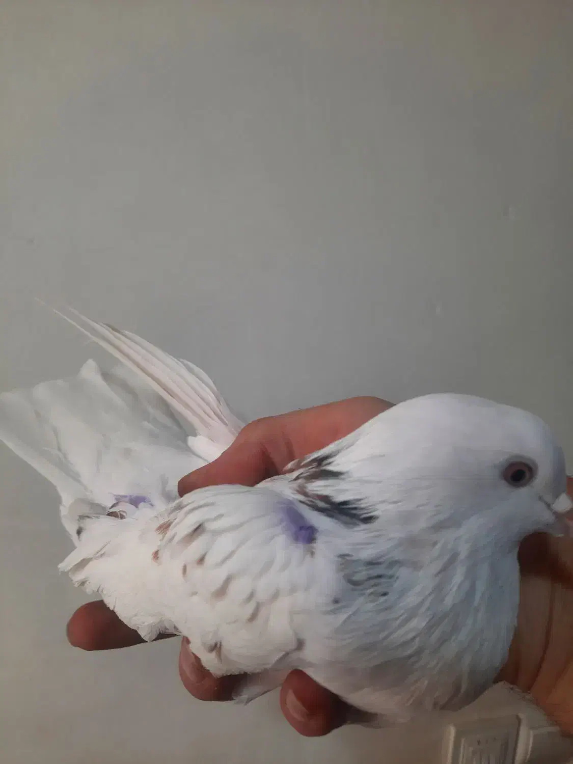 کفتر یا کبوتر یک جفت|پرنده|تهران, شمیران‌نو|دیوار