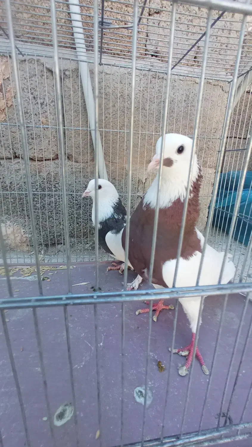 ماده طوقی|پرنده|ماهان, |دیوار