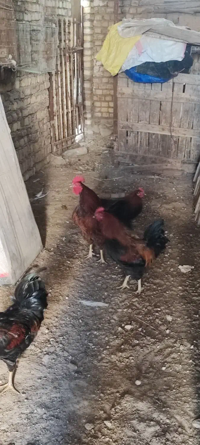 خروس محلی|حیوانات مزرعه|معصومیه, |دیوار