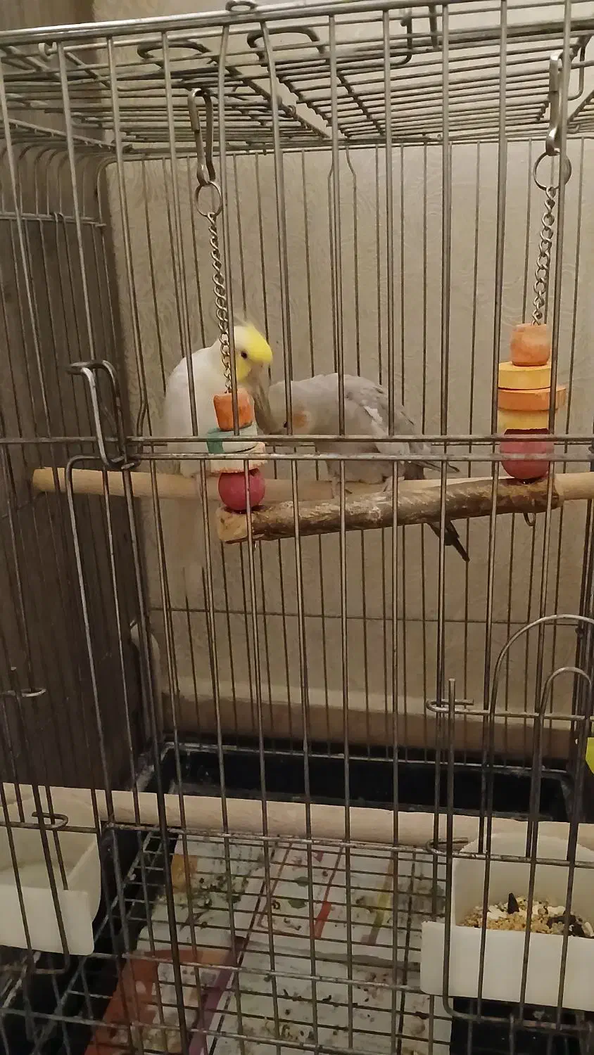 فروش عروس هلندی (اقای کاکولی وپسته خانم)|پرنده|پیشوا, |دیوار