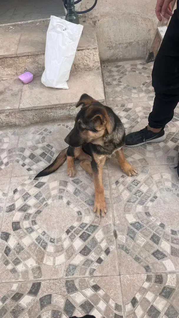 پت خانگی|سگ|پاکدشت, پاکدشت (مامازند)|دیوار