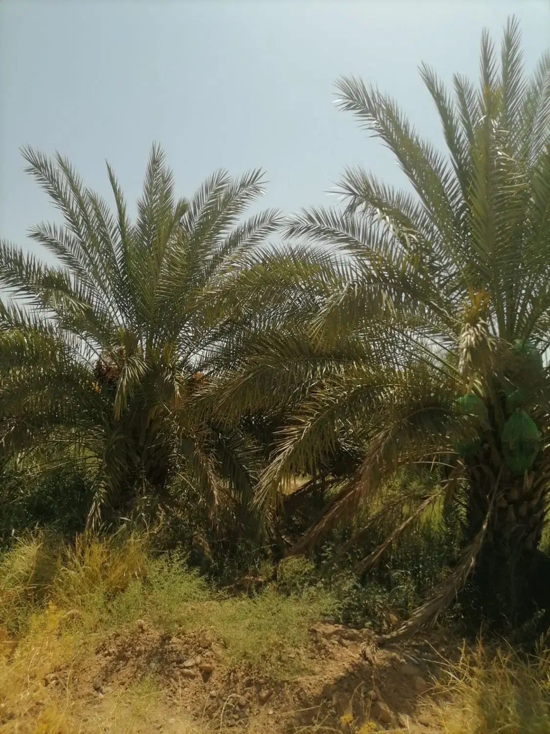 موتور آب|فروش زمین و ملک کلنگی|ارزوئیه, |دیوار