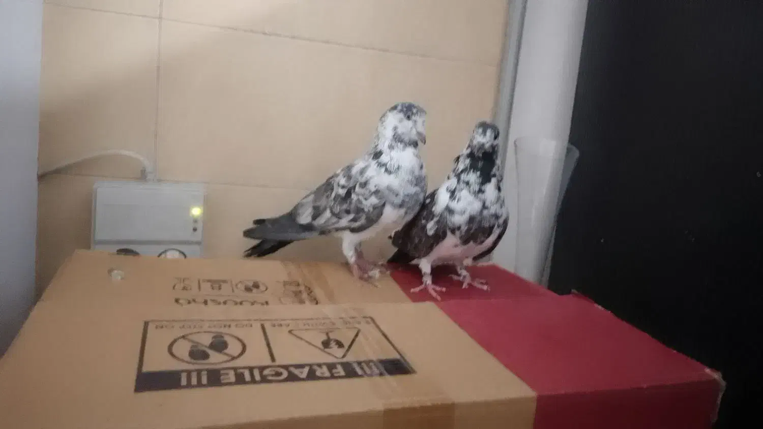 ۱۷تا کبوتر پرشی یجا|پرنده|بومهن, |دیوار