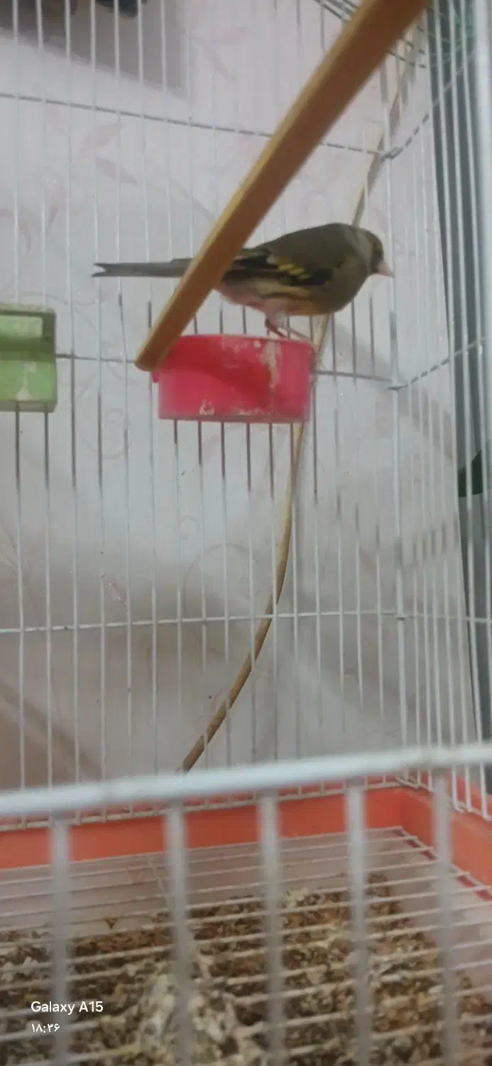 قناری مست مست|پرنده|شاهین‌شهر, فدک|دیوار