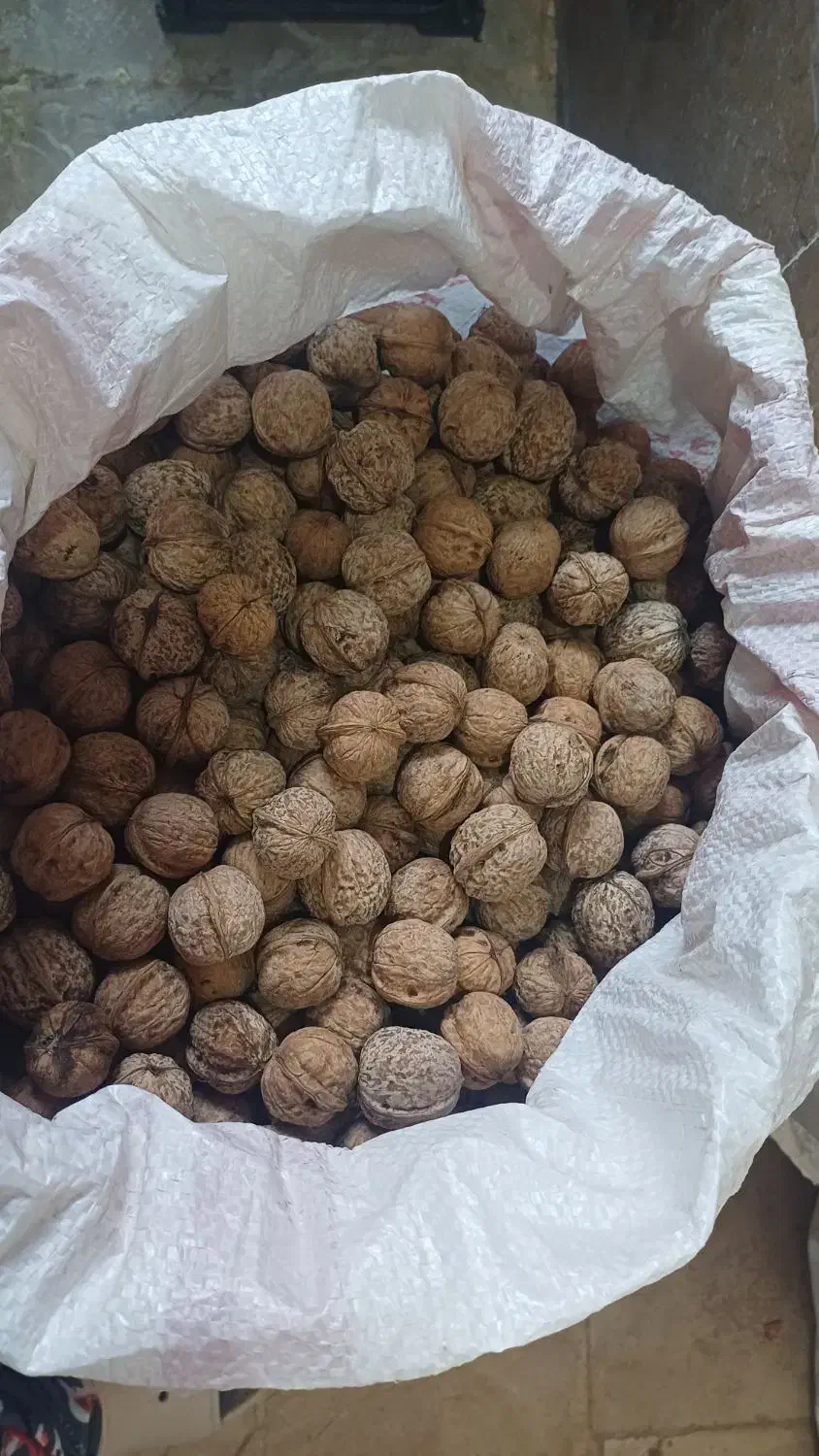 گردو شیروان|خوردنی و آشامیدنی|مشهد, مشکینی (شهرک غرب)|دیوار