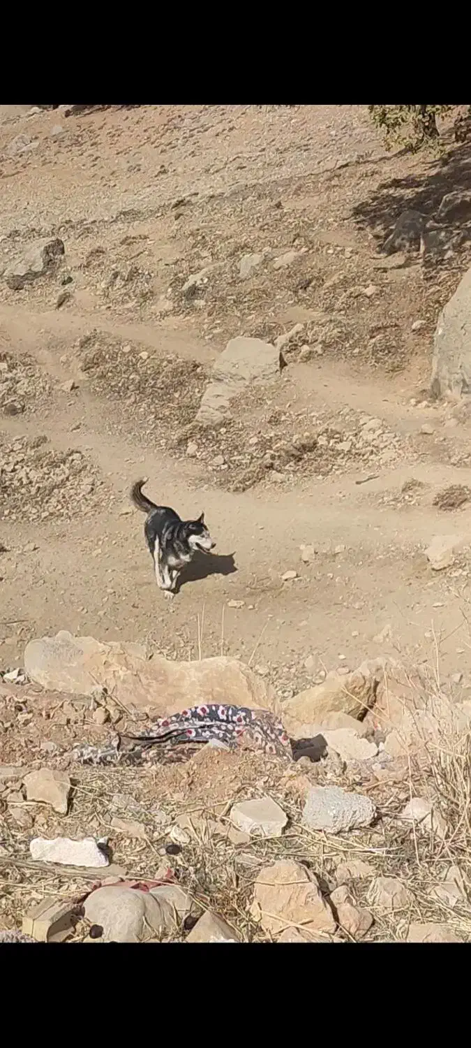 سگ هاسکی|سگ|یاسوج, |دیوار