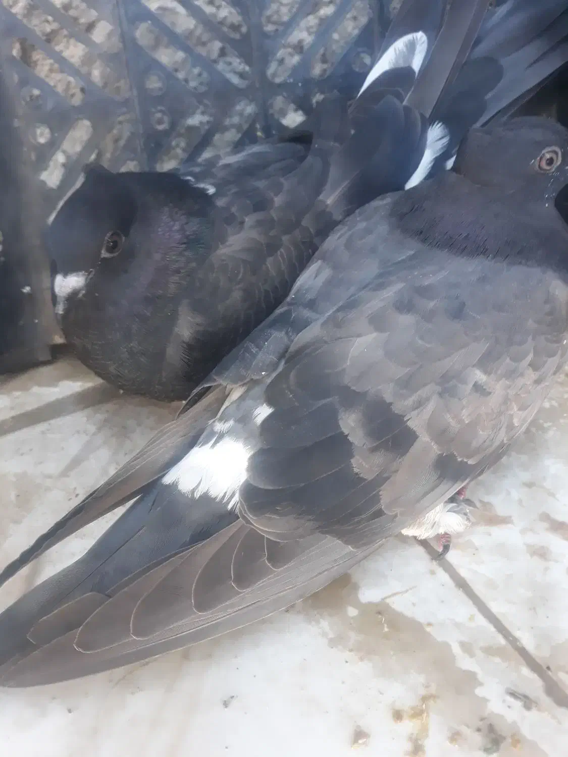 یه جفت جوجه کفتر نژاد دار|پرنده|آبدانان, |دیوار