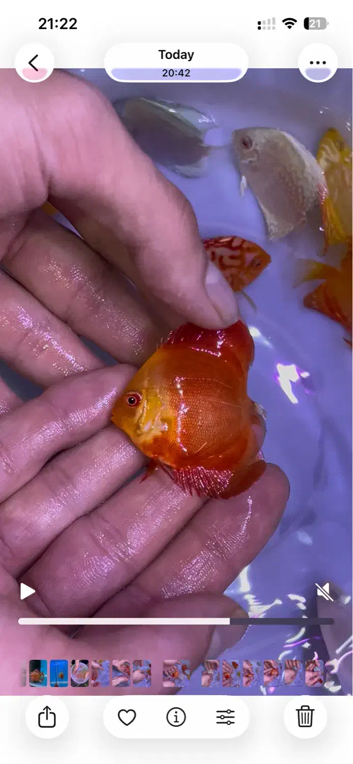 دیسکس ۲ اینچ|ماهی|اصفهان, شمس آباد|دیوار