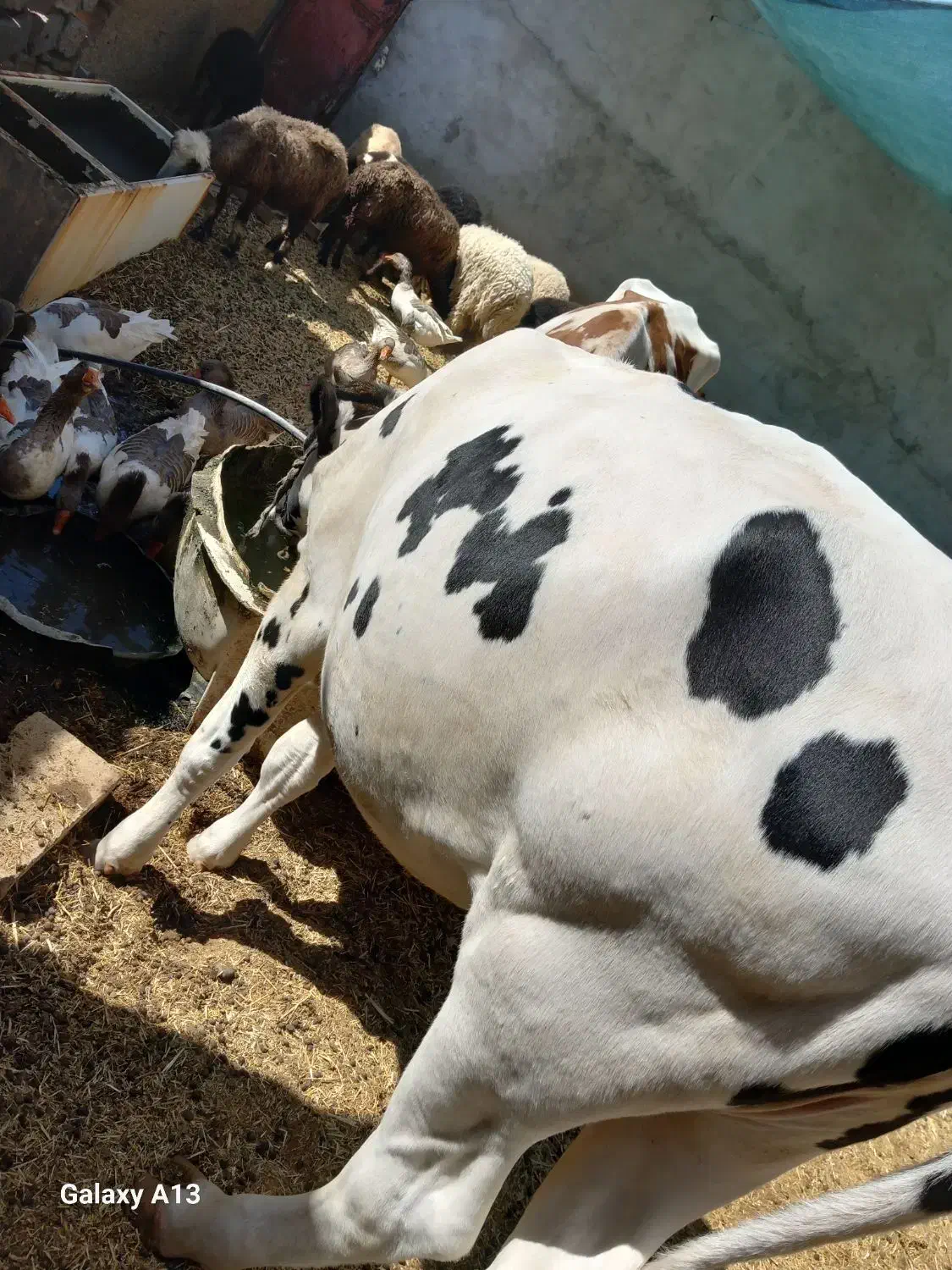 یزع گوساله ماده|حیوانات مزرعه|بندر ماهشهر, |دیوار