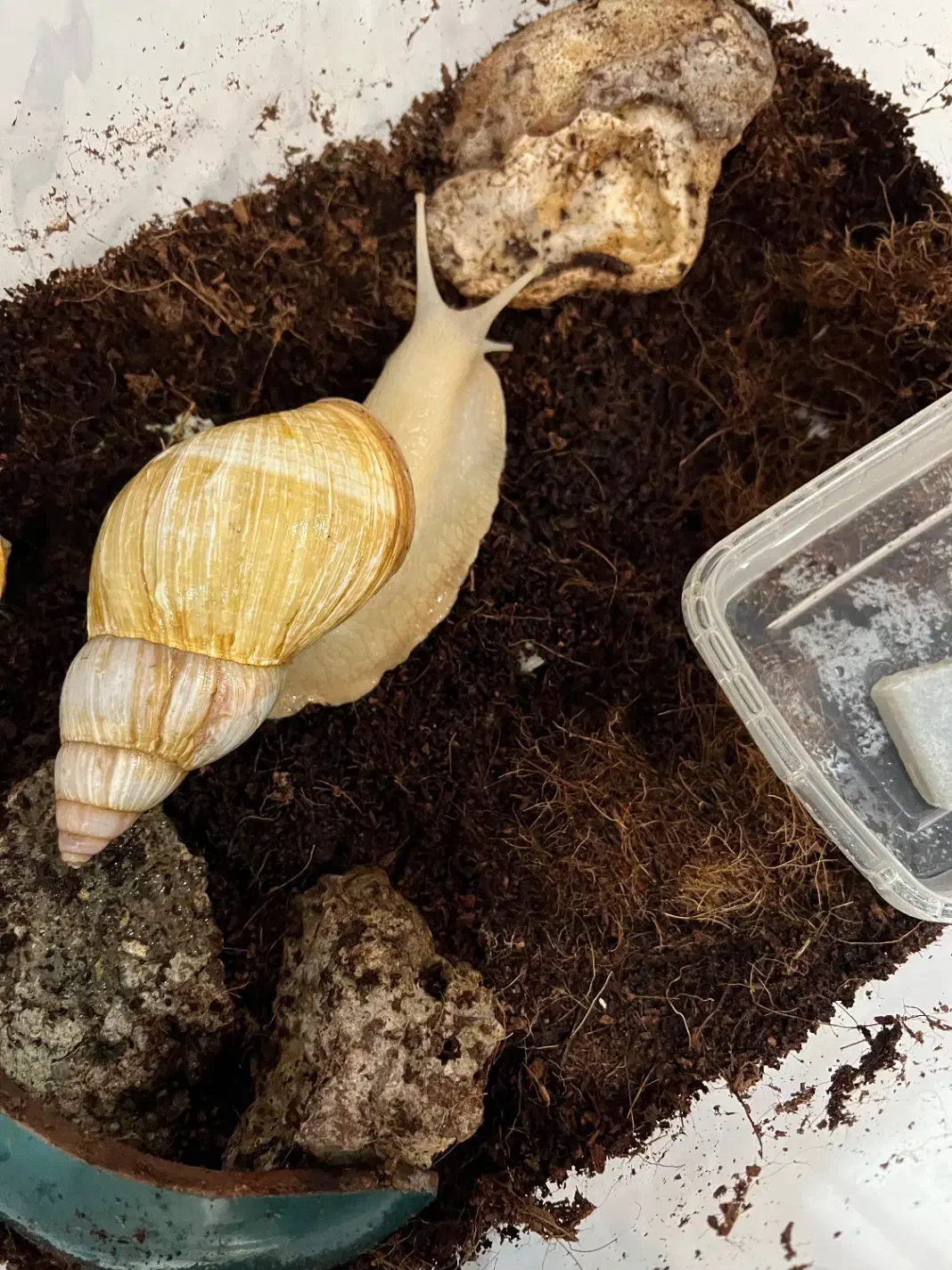 حلزون پرورشی|خزنده|ساری, |دیوار