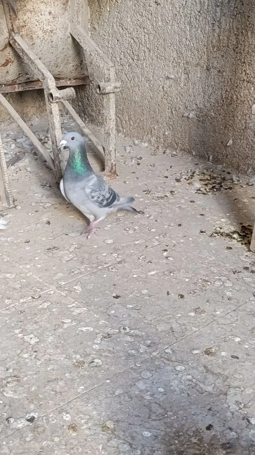 کبوتر پلاکی نر|پرنده|گچی, |دیوار
