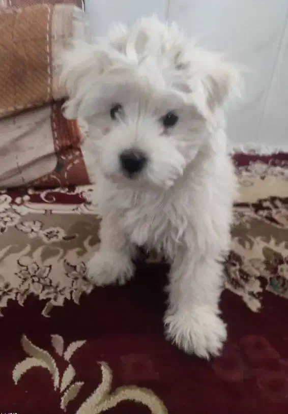 توله سگ سه ماهه شیتزو|سگ|سبزوار, شرق کال جنوبی (شمس آبادی)|دیوار