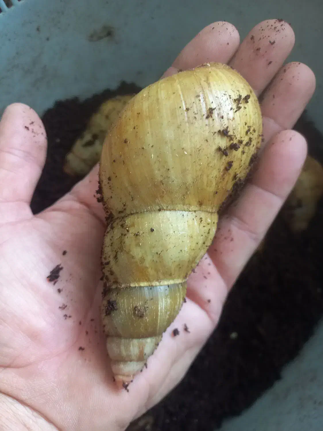 فروش حلزون|خزنده|شیراز, کوزه گری|دیوار