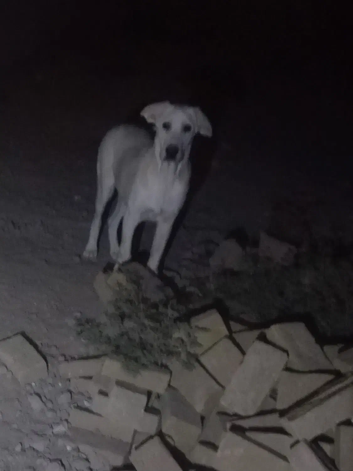 سلام خسته نباشید دو تا توله هم قال|سگ|سبزوار, پاسداران|دیوار