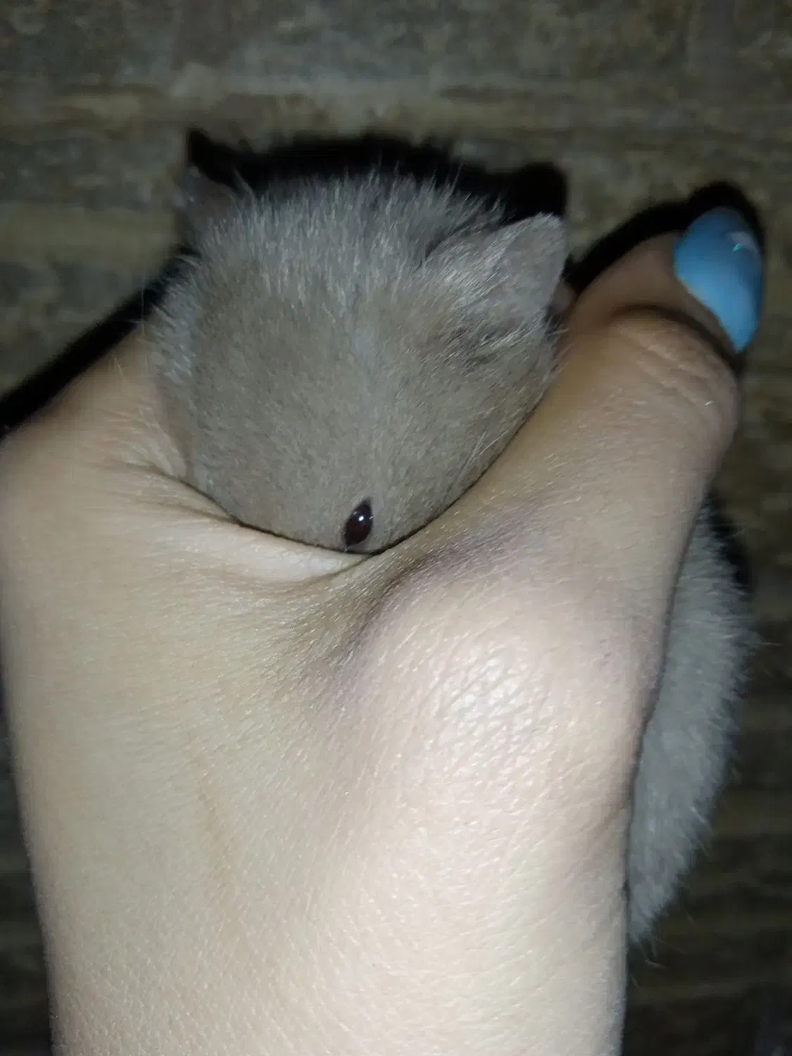 همسترخوشگل|موش و خرگوش|مسجد سلیمان, |دیوار